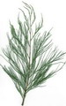 tamarix aphylla